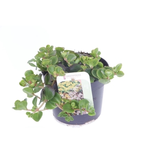 Sedum makinoi
