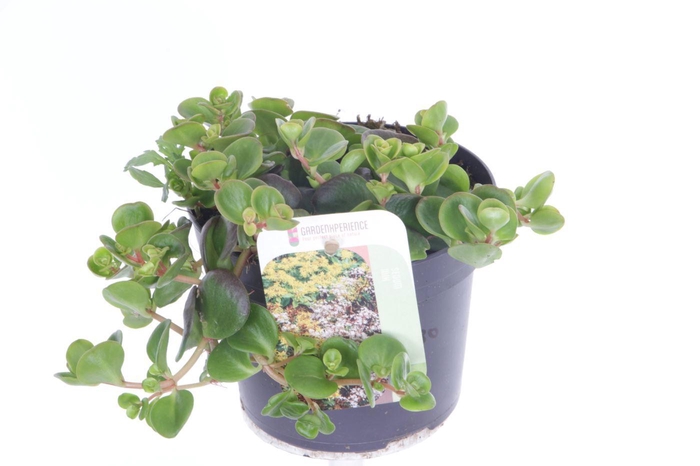 <h4>Sedum makinoi</h4>