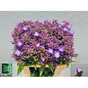 Phlox Laura Blue