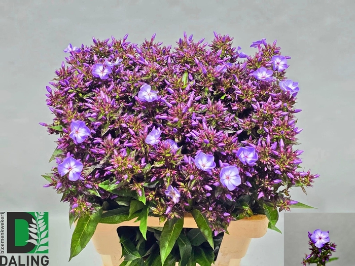 <h4>Phlox Laura Blue</h4>
