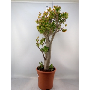 Crassula ovata 'Sunset'