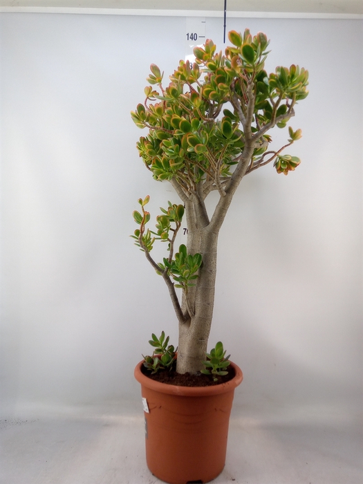 <h4>Crassula ovata 'Sunset'</h4>