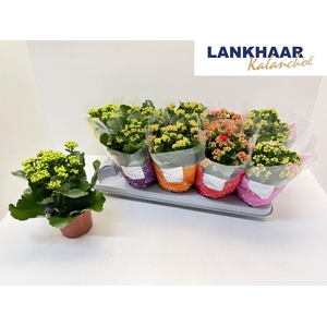 KAL GE PERF GEM 5 KL