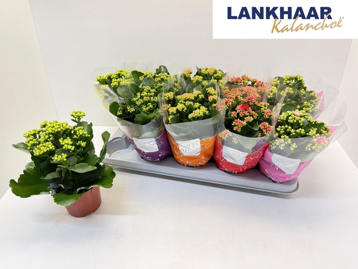 <h4>KAL GE PERF GEM 5 KL</h4>