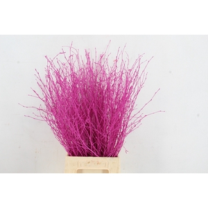 Betula Bs Paint Erica