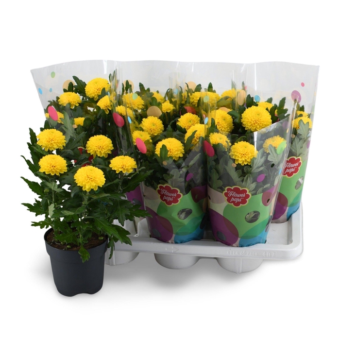 <h4>Flowerpops Mono Yellow</h4>