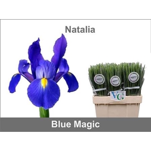 Iris Blue Magic