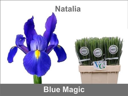 Iris Blue Magic