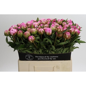 Paeonia Dr Alexander Fleming