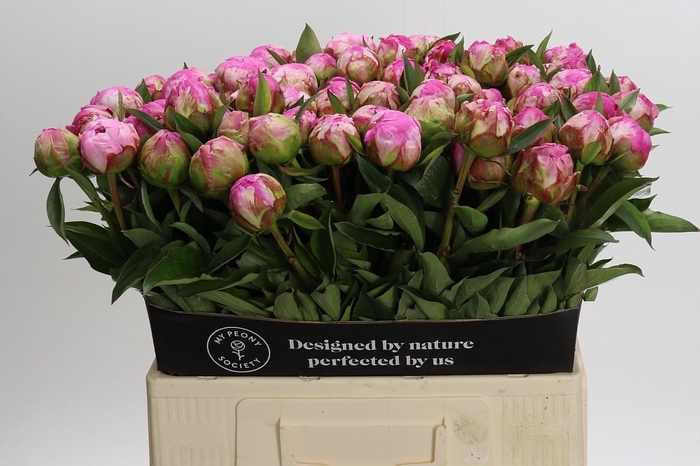 <h4>Paeonia Dr A Fleming</h4>
