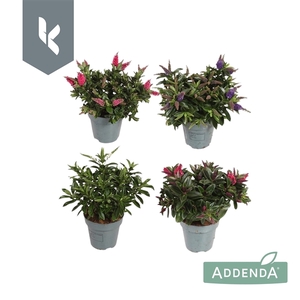 Hebe Mix in de tray ( minimaal 3 kleuren )