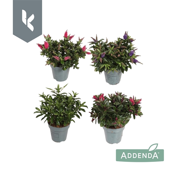 <h4>Hebe Mix in de tray ( minimaal 3 kleuren )</h4>