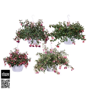 Sunny Motion® Fuchsia Mix