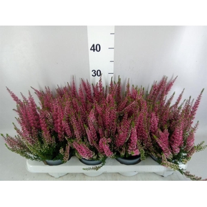 Calluna vulg. 'Beauty L Steffi'