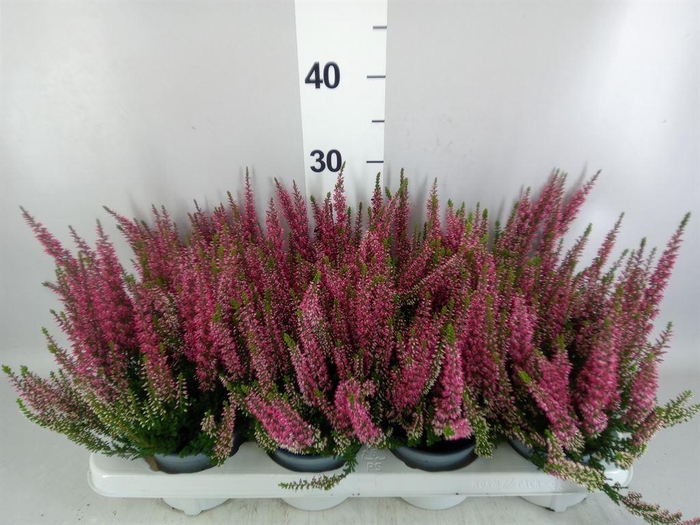 <h4>Calluna vulg. 'Beauty L Steffi'</h4>