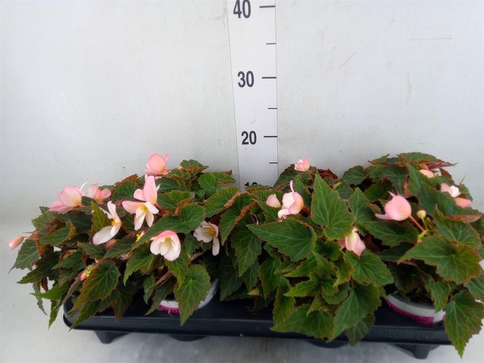 <h4>Begonia pendula 'Wfall Angel Pink'</h4>
