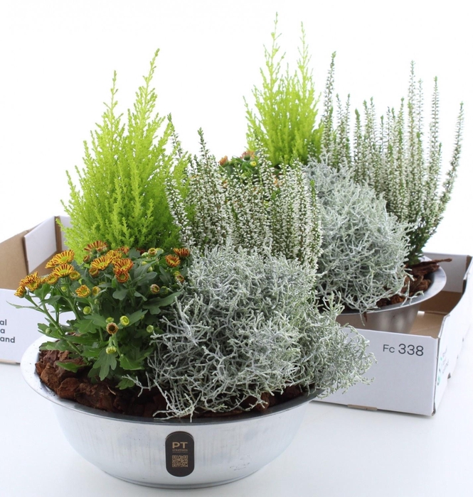 <h4>ARR TUINPLANTEN</h4>