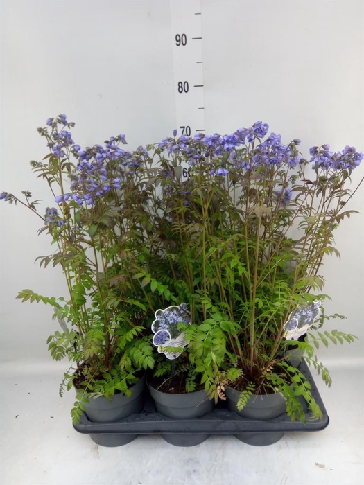 <h4>Polemonium reptans</h4>