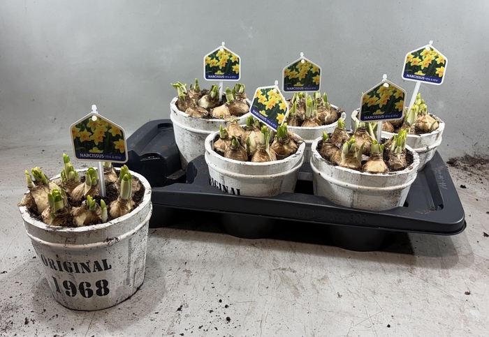 <h4>ARR N TETE A TETE</h4>