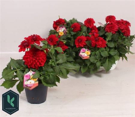 <h4>Dahlia Stek/zaad Ov Red</h4>