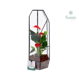 Metalen Lantaarn met Anthurium