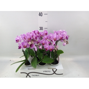 Phalaenopsis   ...mini