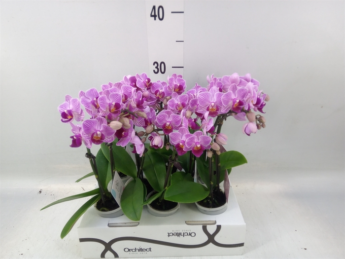 <h4>Phalaenopsis   ...mini</h4>