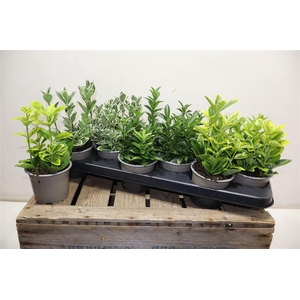 arr8 Euonymus Jap Gem