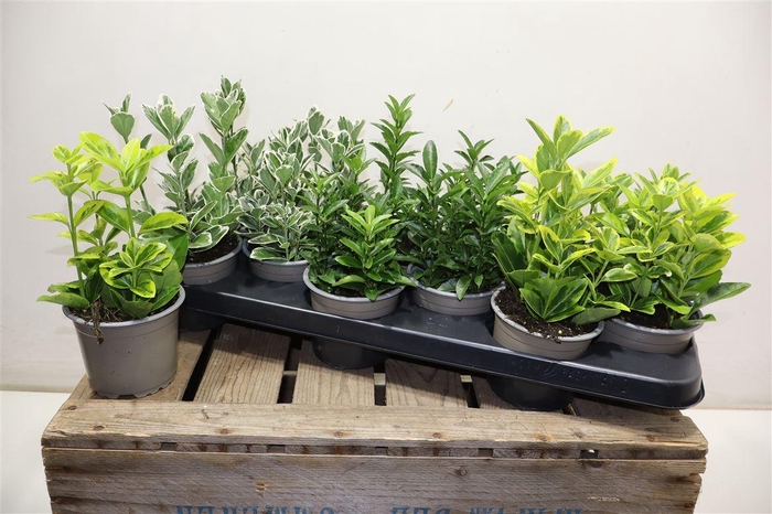 <h4>arr8 Euonymus Jap Gem</h4>