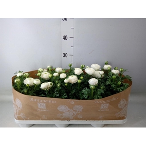 Ranunculus  'Sprinkles White'