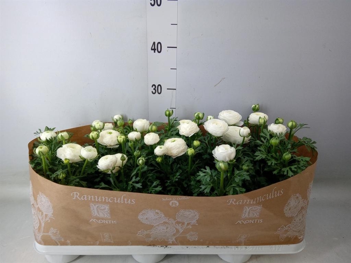<h4>Ranunculus  'Sprinkles White'</h4>