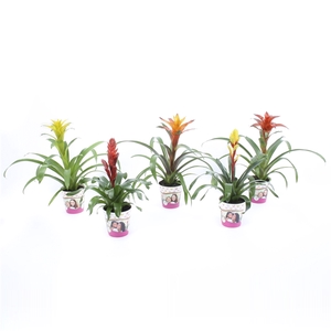 Bromelia mix in Mom Cover Roze