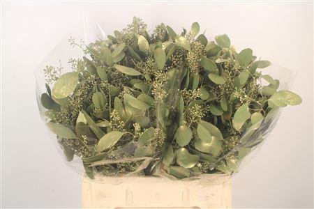 <h4>Euca Populus Berry V Olive Metallic</h4>