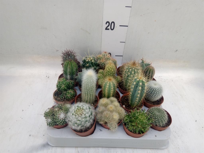 <h4>Cactus   ...mix</h4>