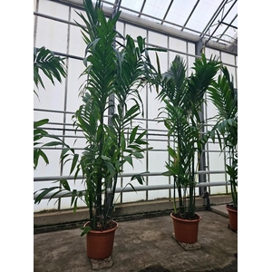 Areca triandra