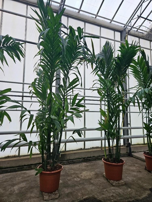 <h4>Areca triandra</h4>