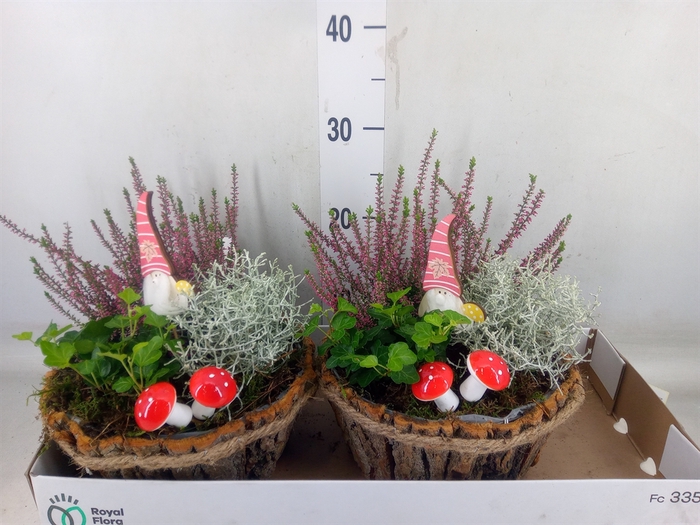 <h4>Arr.   Tuinplanten L%</h4>