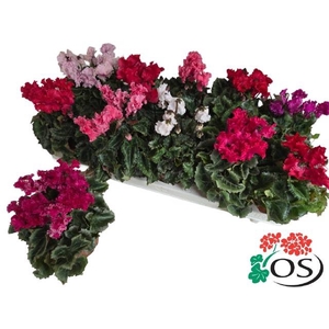 .Cyclamen persicum midi super serie merengue