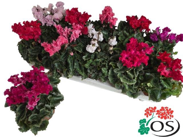 <h4>.Cyclamen persicum midi super serie merengue</h4>