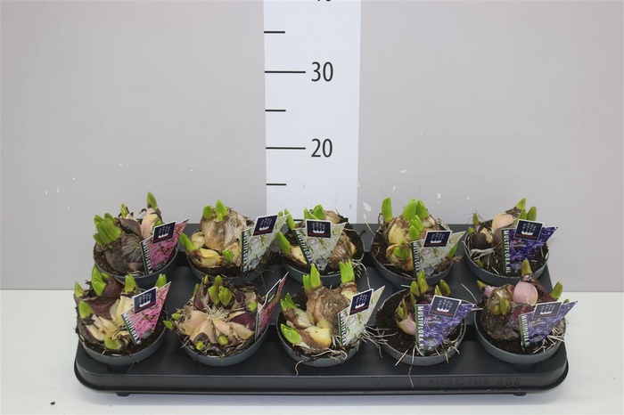 <h4>Hyacinthus Multiflora Gemengd</h4>