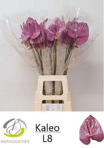 <h4>ANTH A KALEO 20 XXL</h4>