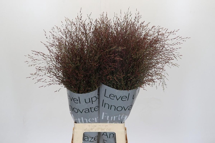 <h4>Panicum Virgatum Warrior</h4>