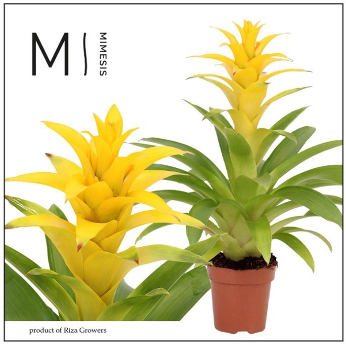 <h4>Guzmania Diana</h4>