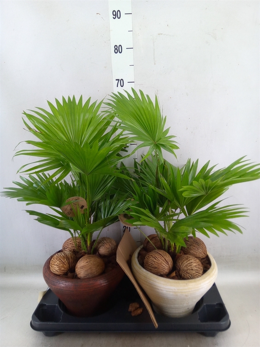 <h4>Livistona rotundifolia</h4>