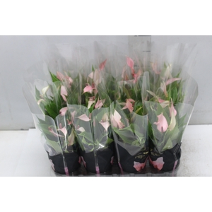 ANTHURIUM LILLI P09 PREMIUM