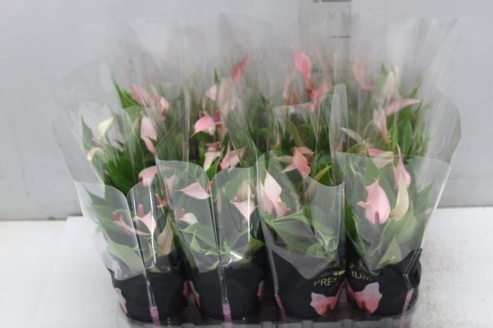 <h4>ANTHURIUM LILLI P09 PREMIUM</h4>