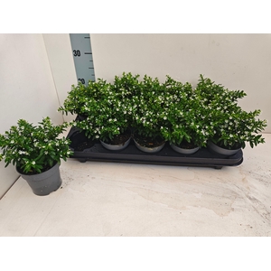 CUPH HYSSOPIFOLIA