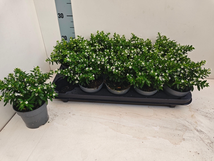 <h4>CUPH HYSSOPIFOLIA</h4>