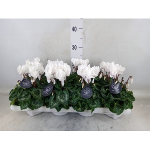Cyclamen MD   ...patio