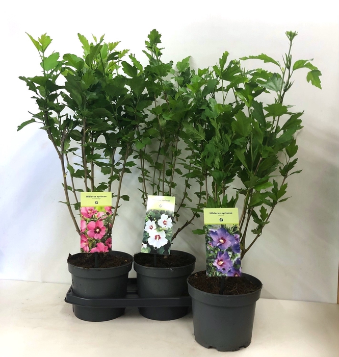 <h4>HIBISCUS SYRIACUS</h4>